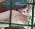 Αθήνα: Έσωσαν γάτα που έμεινε μόνη σε ακάλυπτο στην πλατεία Βάθη
