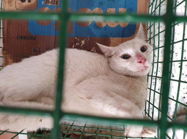 Αθήνα: Έσωσαν γάτα που έμεινε μόνη σε ακάλυπτο στην πλατεία Βάθη