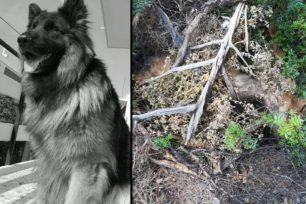 Χίος: Βρήκαν τον σκύλο νεκρό πυροβολημένο κρυμμένο κάτω από κλαδιά στη Βλυχάδα Καρδαμύλων