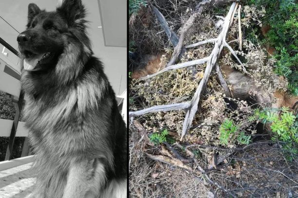Χίος: Βρήκαν τον σκύλο νεκρό πυροβολημένο κρυμμένο κάτω από κλαδιά στη Βλυχάδα Καρδαμύλων