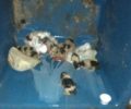Νεογέννητα κουταβάκια ζωντανά πεταμένα σε κάδο στους Αγίους Αναργύρους Άρτας