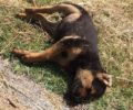 Σκύλος νεκρός από φόλα και τέσσερα κουτάβια αγνοούνται στον Άγιο Παντελεήμονα Φλώρινας