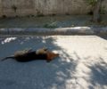15 αδέσποτα ζώα νεκρά από φόλες στην Αγρία Μαγνησίας