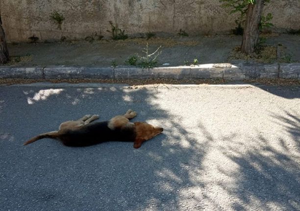 15 αδέσποτα ζώα νεκρά από φόλες στην Αγρία Μαγνησίας