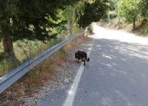 Ηράκλειο Κρήτης: Φόλες - δηλητηριασμένα συκωτάκια σε Αρκαλοχώρι και Αμαριανό