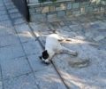 Φρικτό θάνατο από φόλα βρήκαν αδέσποτα σκυλιά στο Αμμοχώρι Φλώρινας