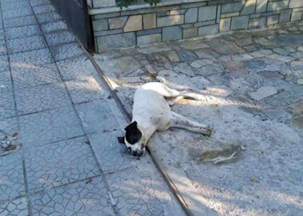 Φρικτό θάνατο από φόλα βρήκαν αδέσποτα σκυλιά στο Αμμοχώρι Φλώρινας