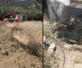 Άνδρος: Κατασχέθηκαν 2 σκυλιά που ζούσαν για χρόνια σε αυτοσχέδιο κλουβί χωρίς ούτε τα στοιχειώδη στο Κόρθι (βίντεο)