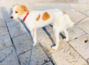 Χάθηκε αρσενικός σκύλος στην Ηγουμενίτσα Θεσπρωτίας