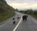 Στο Νυμφαίο της Φλώρινας μια αρκούδα και τα τρία μικρά της