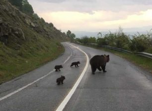 Στο Νυμφαίο της Φλώρινας μια αρκούδα και τα τρία μικρά της