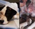 Ποιος θα φιλοξενήσει σκύλο που βρέθηκε με ορειβατικό γάντζο καρφωμένο στο πέος του στον Ασπρόπυργο Αττικής; (βίντεο)