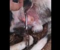 Ασπρόπυργος Αττικής: Βρήκαν σκύλο αλυσοδεμένο με ορειβατικό γάντζο καρφωμένο στο πέος του (βίντεο)