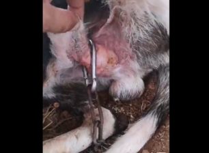 Ασπρόπυργος Αττικής: Βρήκαν σκύλο αλυσοδεμένο με ορειβατικό γάντζο καρφωμένο στο πέος του (βίντεο)