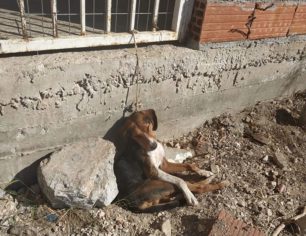 Αταλάντη Φθιώτιδας: Βρήκε σκύλο απαγχονισμένο από το σχοινί που κάποιος τον έδεσε και τον εγκατάλειψε