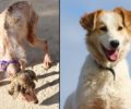 Έσωσαν σκύλο που ζούσε εξαθλιωμένος σε στρατόπεδο στον Αυλώνα Αττικής - Ποιος θα τον υιοθετήσει; (Βίντεο)