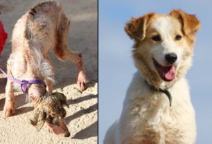 Έσωσαν σκύλο που ζούσε εξαθλιωμένος σε στρατόπεδο στον Αυλώνα Αττικής - Ποιος θα τον υιοθετήσει; (Βίντεο)