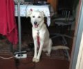 Βρέθηκε - Χάθηκε αρσενικός λευκός σκύλος στη Φιλοθέη Αττικής