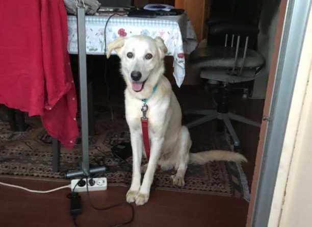 Βρέθηκε - Χάθηκε αρσενικός λευκός σκύλος στη Φιλοθέη Αττικής