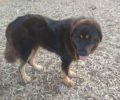 Χάθηκε θηλυκός μεγαλόσωμος σκύλος στον Διόνυσο Αττικής