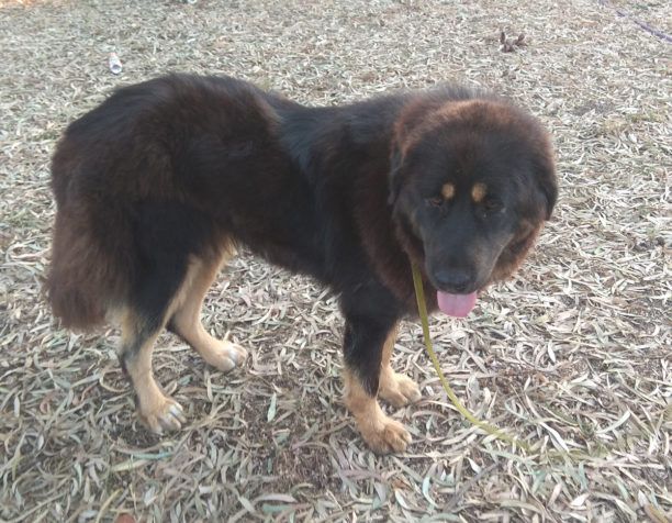Χάθηκε θηλυκός μεγαλόσωμος σκύλος στον Διόνυσο Αττικής