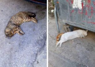 Ξανά ζώα νεκρά από φόλες στο Γαλάτσι Αττικής