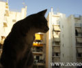 Ενημέρωση - συζήτηση στην Αθήνα στις 21/6 για την προστασία και τα δικαιώματα των ζώων συντροφιάς