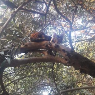 Σε πάρκο στην Ηλιούπολη Αττικής εγκαταλείφθηκαν 15 νεαρές οικόσιτες γάτες 1 GatesIlioupolisParko 1