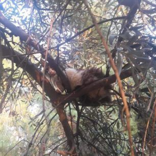 Σε πάρκο στην Ηλιούπολη Αττικής εγκαταλείφθηκαν 15 νεαρές οικόσιτες γάτες 2 GatesIlioupolisParko 2