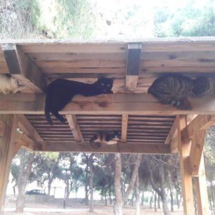 Σε πάρκο στην Ηλιούπολη Αττικής εγκαταλείφθηκαν 15 νεαρές οικόσιτες γάτες 3 GatesIlioupolisParko 3