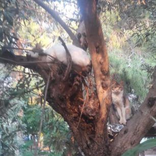 Σε πάρκο στην Ηλιούπολη Αττικής εγκαταλείφθηκαν 15 νεαρές οικόσιτες γάτες 4 GatesIlioupolisParko 4