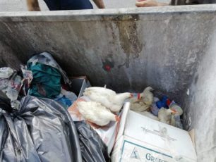Πέταξε ζωντανές 6 κότες σε κάδο σκουπιδιών στην Καλλιθέα Αττικής