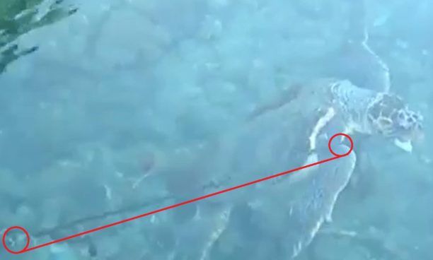 Καστελόριζο: Έδεσαν θαλάσσια χελώνα Caretta - caretta απ'το πτερύγιο για να τη δει ο Κ. Μητσοτάκης; (βίντεο)