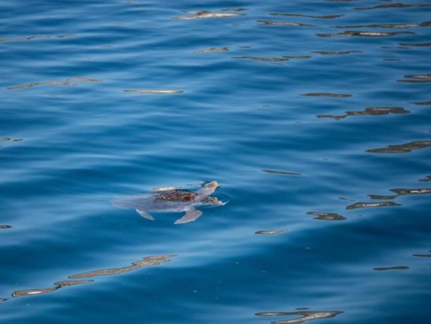 Κ. Ζούλας: Η θαλάσσια χελώνα παγιδεύτηκε μόνη της & αμέσως απελευθερώθηκε κανείς δεν την έδεσε για να τη δει ο Κ. Μητσοτάκης (βίντεο)