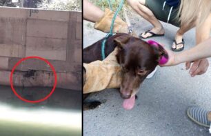 Έσωσαν τον σκύλο που παγιδεύτηκε στις εκβολές του Κηφισού στο Φάληρο Αττικής (βίντεο)