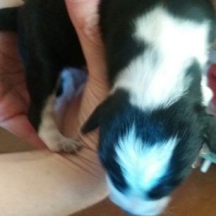 KrestenaAgrotikoIX6 6 2019 3