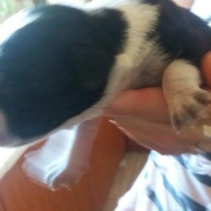 KrestenaAgrotikoIX6 6 2019 4