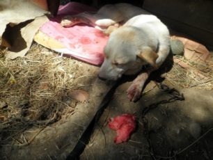 Έκκληση για τα έξοδα φροντίδας αδέσποτου σκύλου που βρέθηκε πυροβολημένος στο κεφάλι στα Λαστέικα Ηλείας