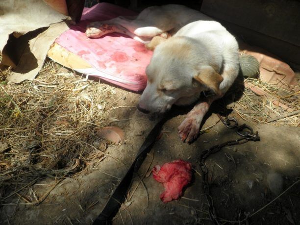 Έκκληση για τα έξοδα φροντίδας αδέσποτου σκύλου που βρέθηκε πυροβολημένος στο κεφάλι στα Λαστέικα Ηλείας