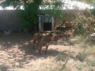 Καταδικάστηκε χωρίς αναστολή για την κακοποίηση του σκύλου του στη Λεμονιά Ιωαννίνων