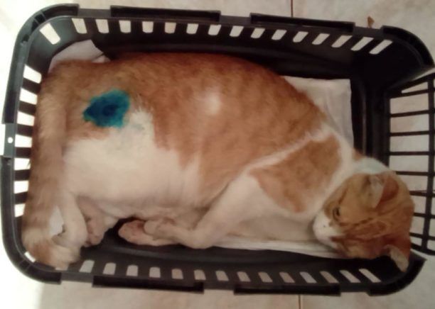 Λέσβος: Βρήκαν τη γάτα τους τραυματισμένη από αεροβόλο στο Βουναράκι Μυτιλήνης