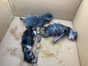 Δεκάδες νεογέννητα γατάκια δολοφονούνται και στη Λέσβο