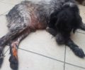 Λέσβος: Χτύπησε σκύλο με το αυτοκίνητο του και έβρισε αυτούς που νοιάστηκαν για το ζώο (βίντεο)