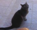 Βρέθηκε - Χάθηκε γκρι θηλυκή γάτα στον Άγιο Δημήτριο Αττικής