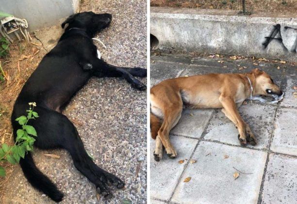 Νεκρά σκυλιά και περιστέρια από φόλες στο Μαρούσι Αττικής