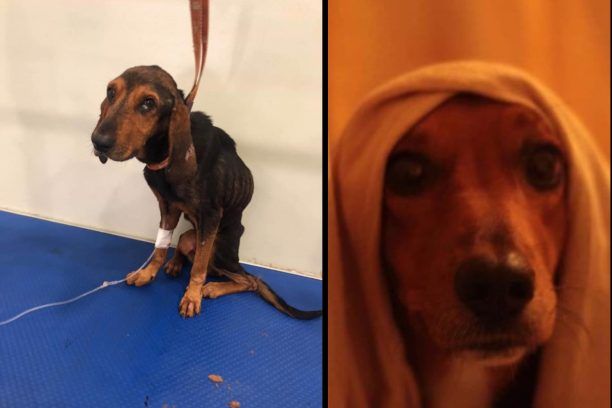 Σκύλος που βρέθηκε σκελετωμένος στη Δάφνη Αιτωλοακαρνανίας έσωσε τη ζωή γυναίκας που τον φιλοξενούσε