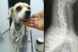 Μεσολόγγι Αιτωλοακαρνανίας: Πυροβόλησε σκύλο οικογένειας Τσιγγάνων και μετά ήθελε να τους δώσει χρήματα για να αποσύρουν τη μήνυση σε βάρος του