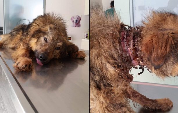 Μεσσηνία: Βρέθηκε σκύλος στη Μεσσήνη με κομμένο λαιμό