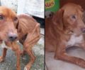 Θεσσαλονίκη: Ο σκελετωμένος σκύλος που εντοπίστηκε άρρωστος στη Νέα Μάδυτο σώθηκε και χρειάζεται σπιτικό