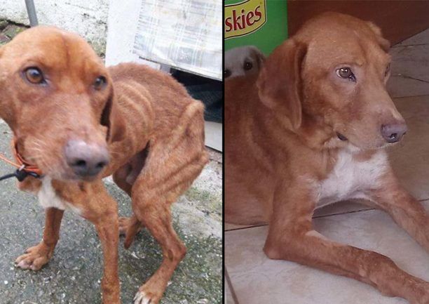 Θεσσαλονίκη: Ο σκελετωμένος σκύλος που εντοπίστηκε άρρωστος στη Νέα Μάδυτο σώθηκε και χρειάζεται σπιτικό